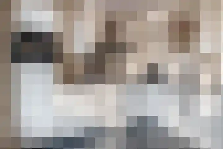 Hopstamper 2 Schijndel thumbnail 8