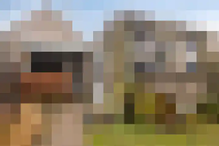 Hopveld 10 Moergestel thumbnail 37