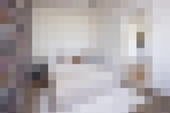 Horn 27 Lutjebroek thumbnail 16
