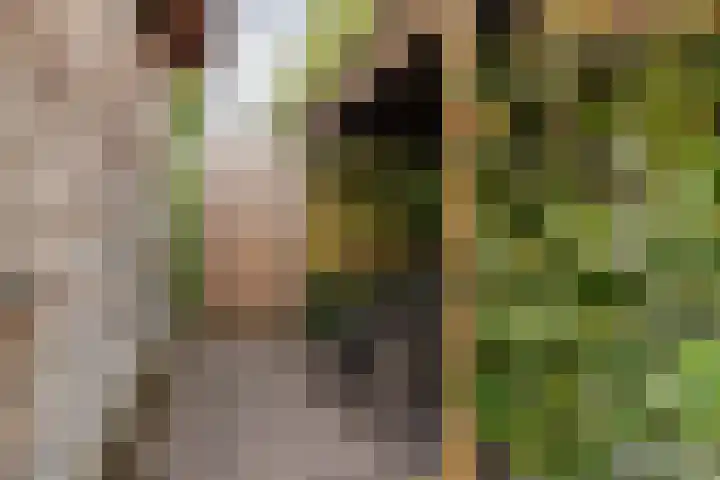 Hornstraat 2 Breda thumbnail 22