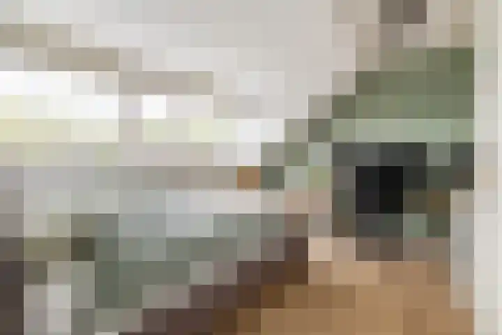 Hornstraat 2 Breda thumbnail 38