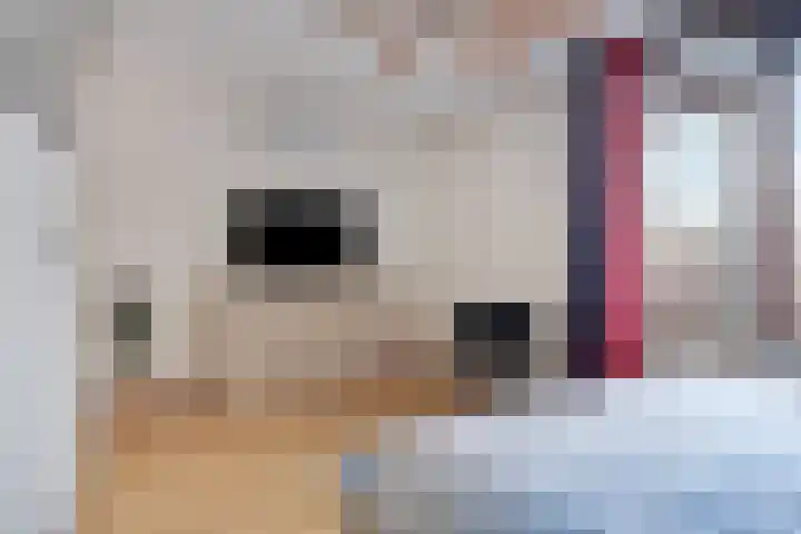 Horst 40 Veldhoven thumbnail 8