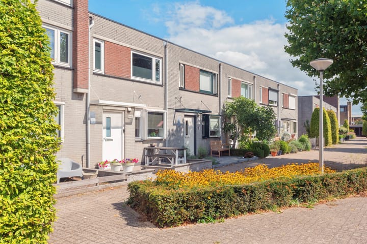 Hosta 3 in Noordwijkerhout foto