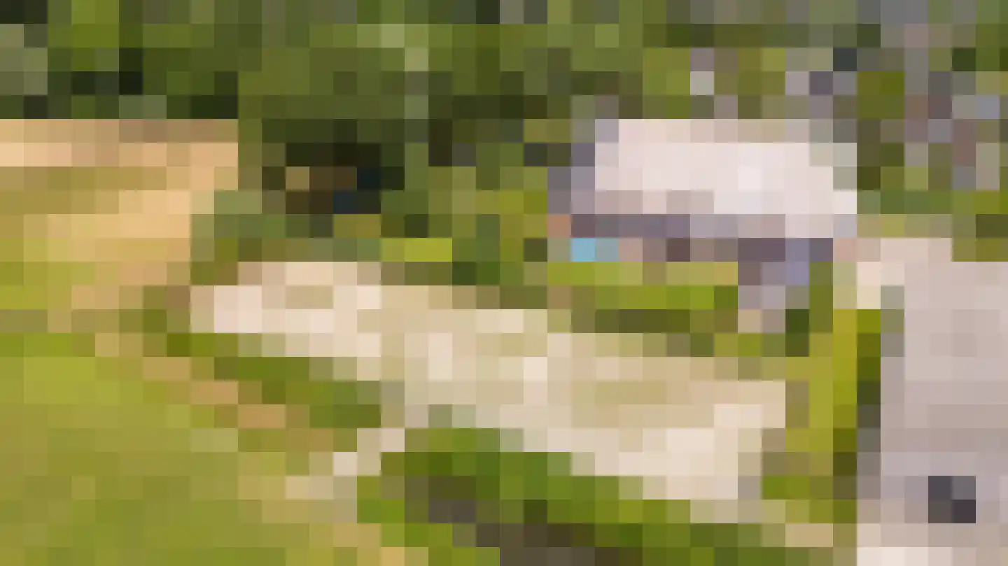 Hounsdyk 6 Goutum thumbnail 4
