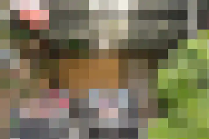 Houtduif 15 Ommen thumbnail 34