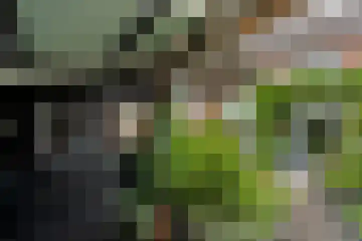 Houtduif 15 Ommen thumbnail 35