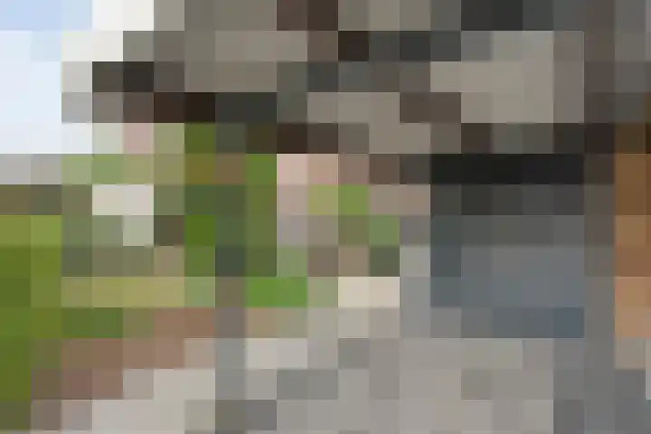 Houtduif 15 Ommen thumbnail 4