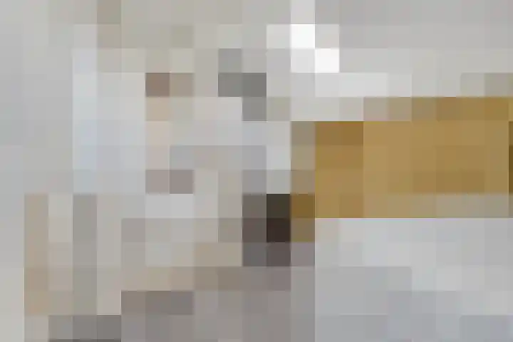 Houtduif 19 Ommen thumbnail 32