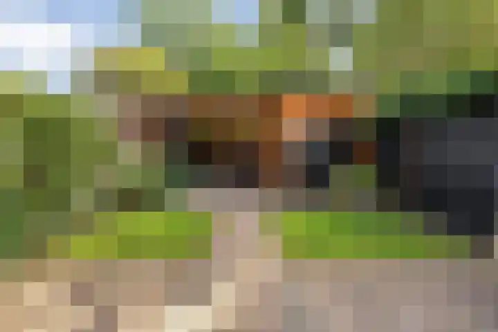 Houtduif 19 Ommen thumbnail 41