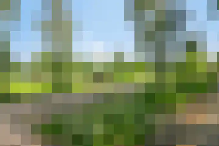 Houtwal 8 Gemert thumbnail 39