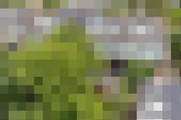 Hoxma 54 Grou thumbnail 30