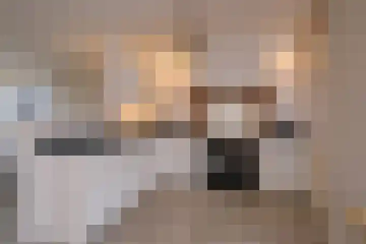 Hoxwier 1 Almelo thumbnail 10