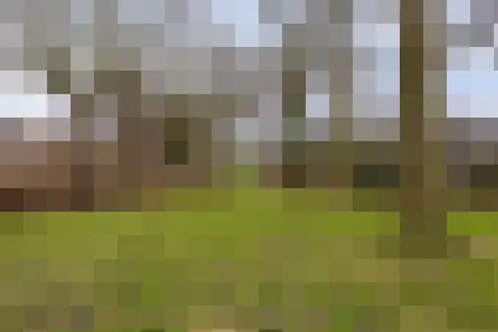 Huismus 6 Emmen thumbnail 18
