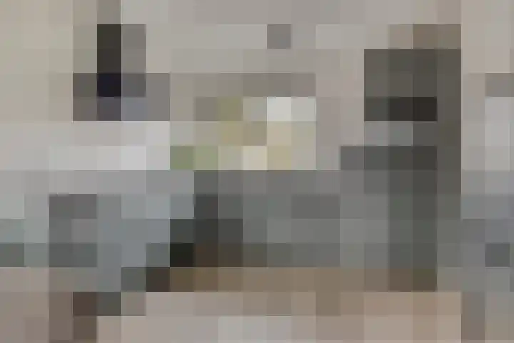 Huismus 6 Emmen thumbnail 6
