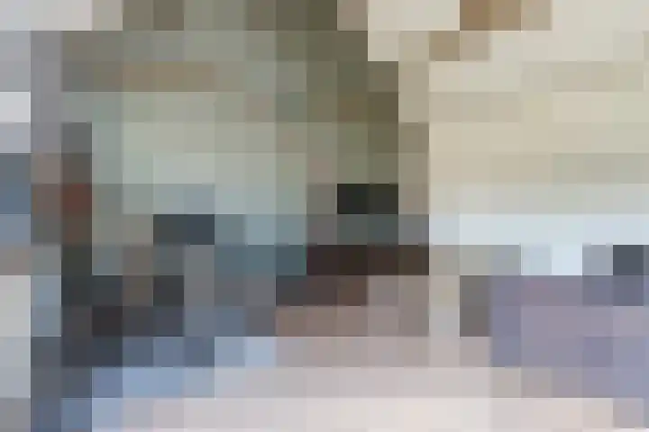 Hulst 55 Geldrop thumbnail 60