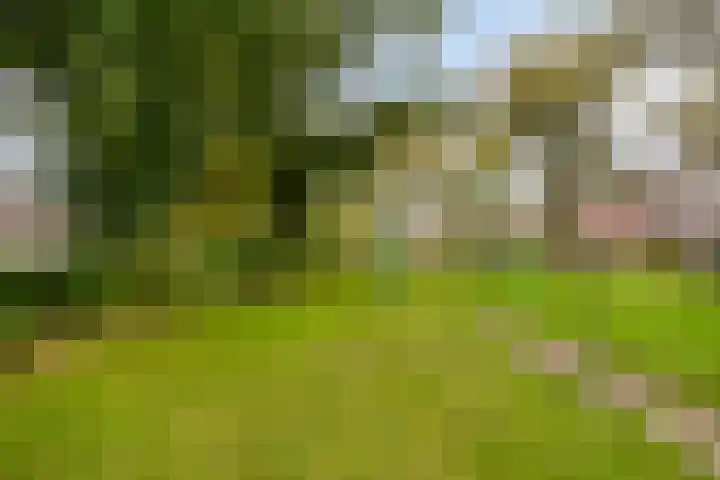 Hurk 9 Gemert thumbnail 34