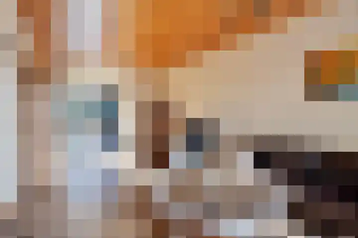 Hyacintenstraat 32 Echt thumbnail 7