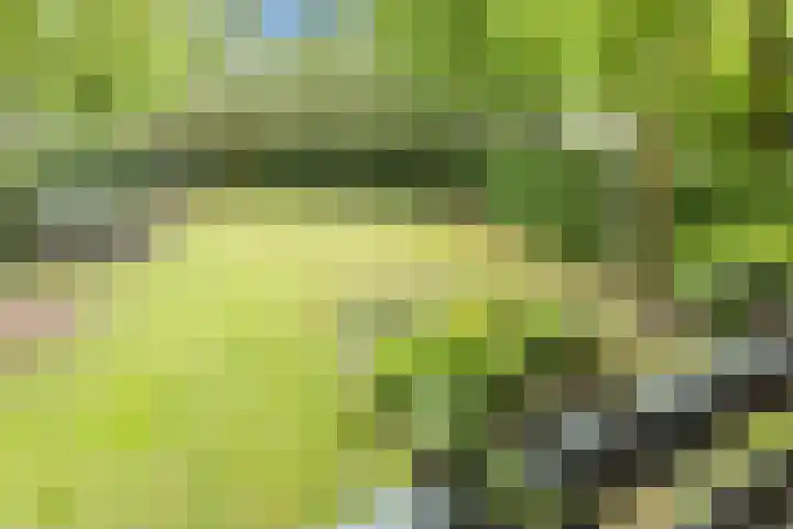 Hyacinth 126 Vinkel thumbnail 21