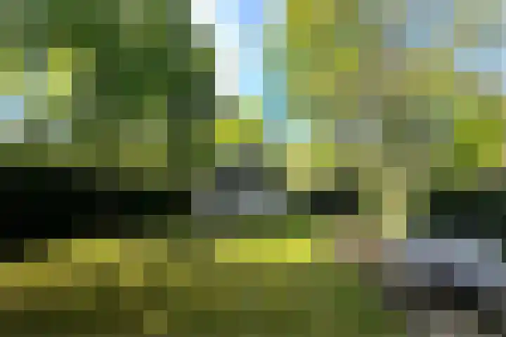 Hyacinth 126 Vinkel thumbnail 24