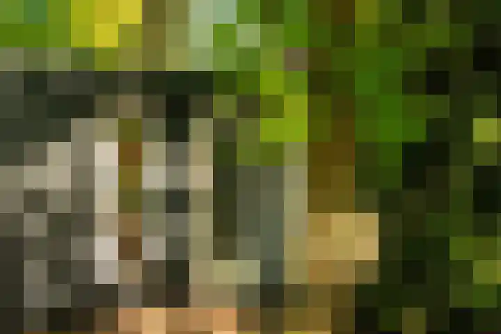 Hyacinth 126 Vinkel thumbnail 28