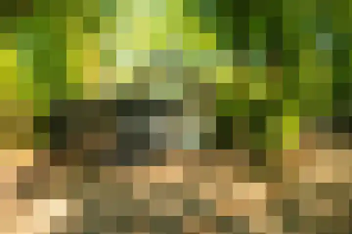 Hyacinth 126 Vinkel thumbnail 30