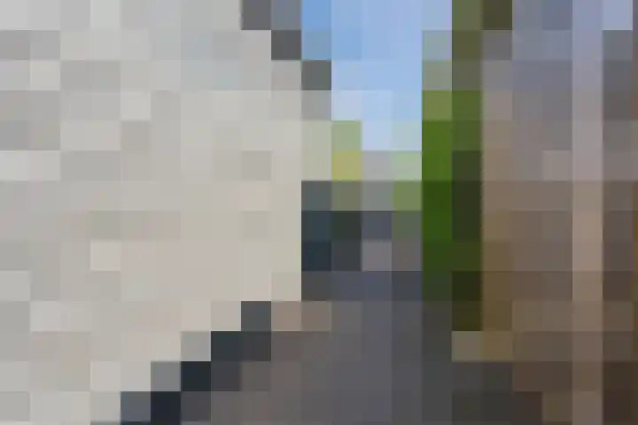 Iepenlaan 5 Dirksland thumbnail 51