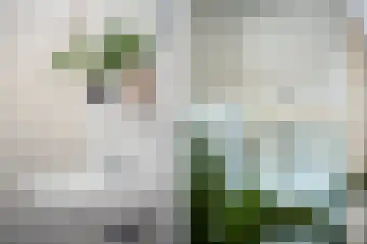 IJsbaan 1 Gorinchem thumbnail 12