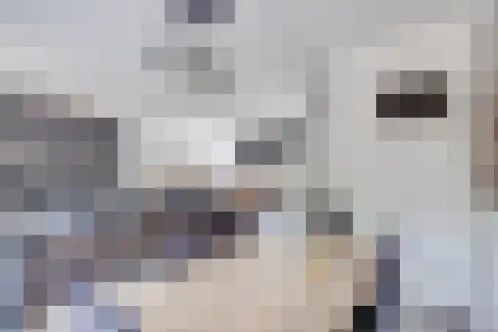 IJsbaan 1 Gorinchem thumbnail 5