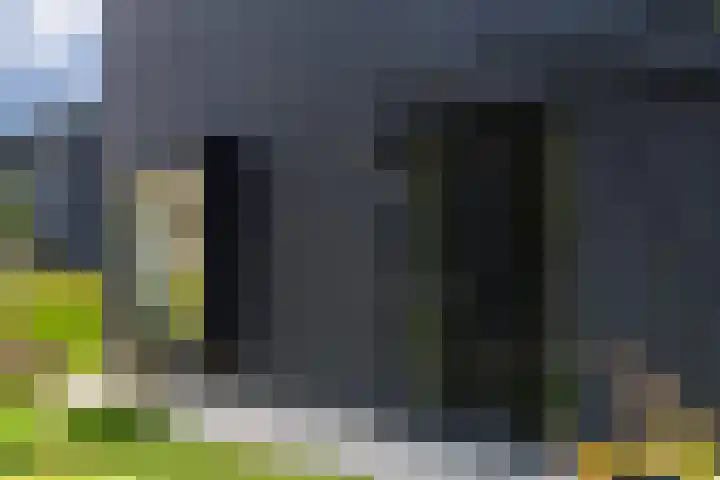 IJsvogel 12 Muiden thumbnail 14