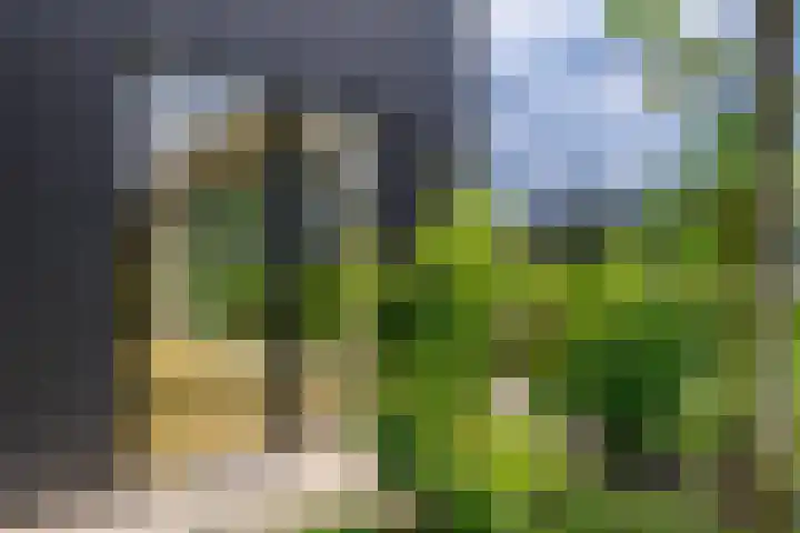 IJsvogel 12 Muiden thumbnail 19