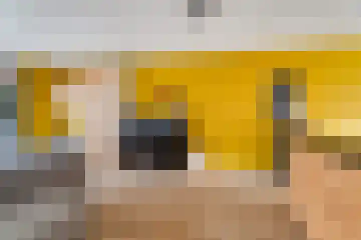 IJsvogel 4 't Harde thumbnail 10