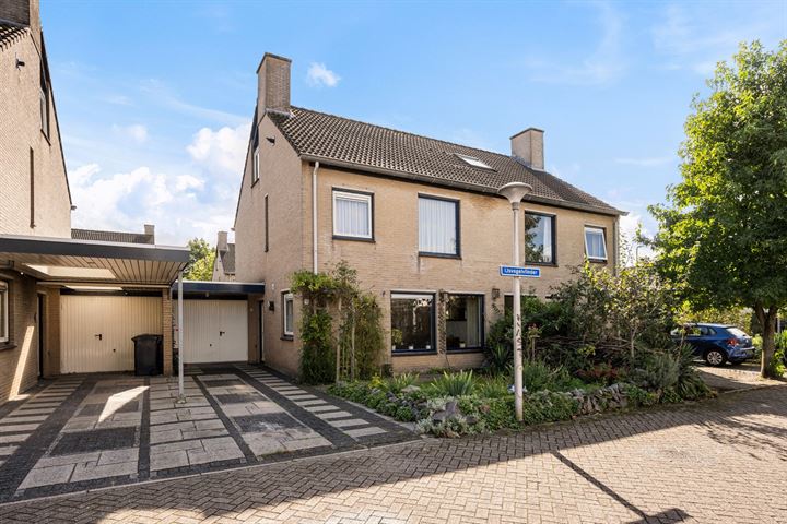 IJsvogelvlinder 4 in Zwolle foto