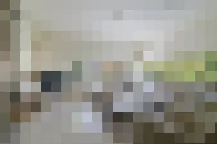 Ikewei 1 Ureterp foto 3