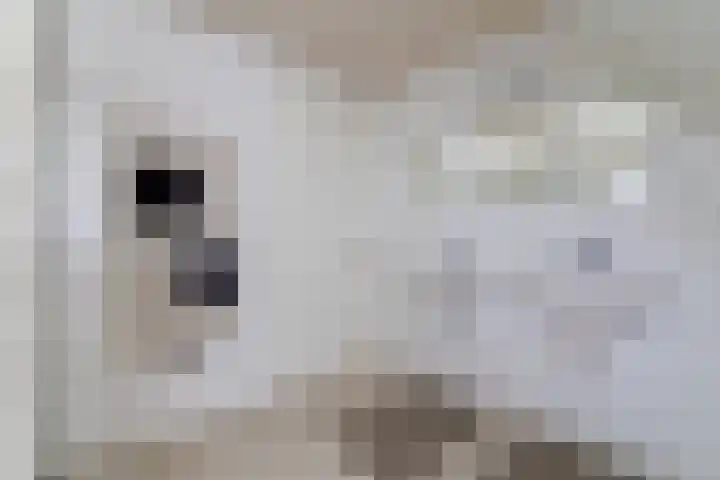 Ikewei 1 Ureterp thumbnail 30