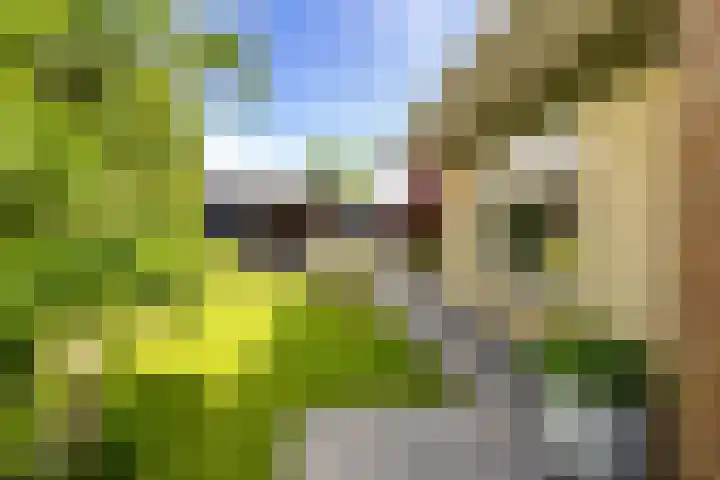 Ikewei 1 Ureterp thumbnail 34