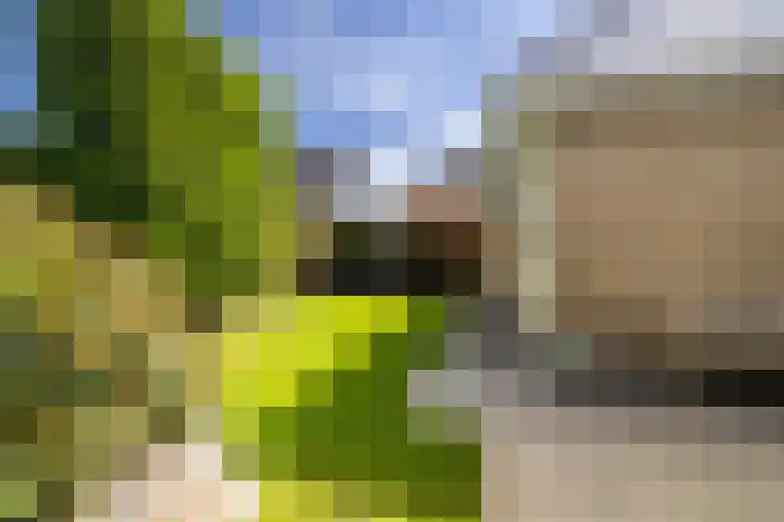 Ikewei 1 Ureterp thumbnail 41