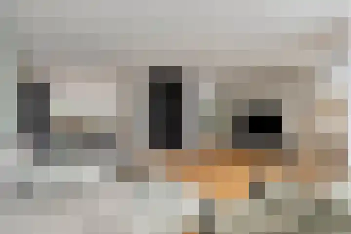 Imkerhei 46 Best thumbnail 11