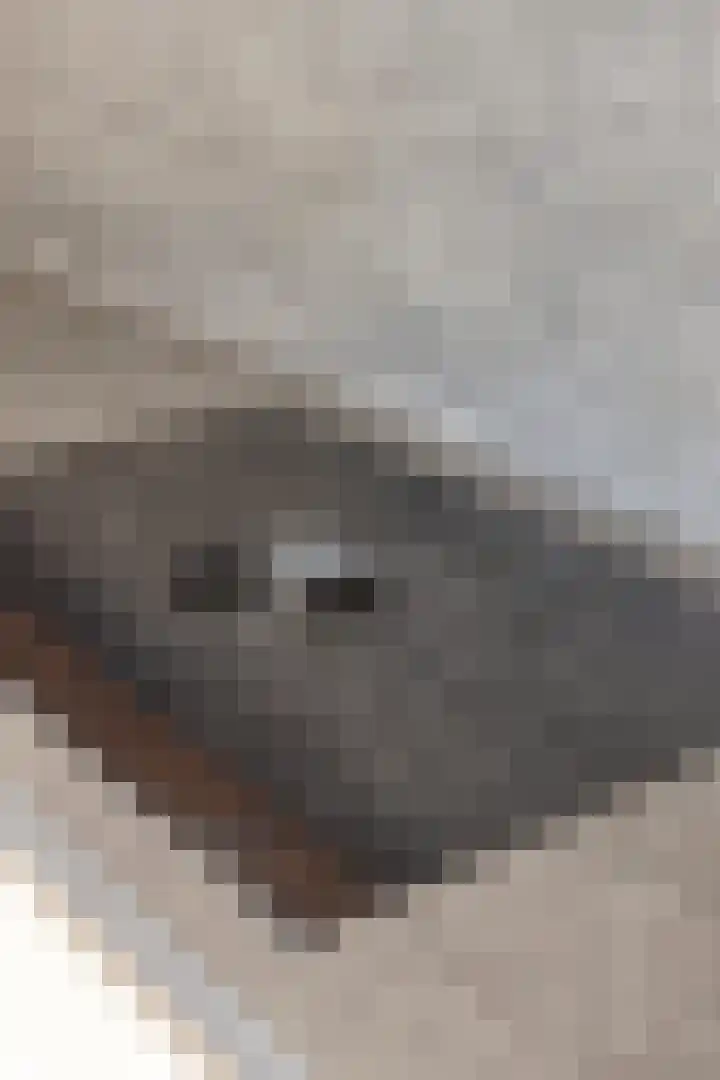 Imkerhei 46 Best thumbnail 18