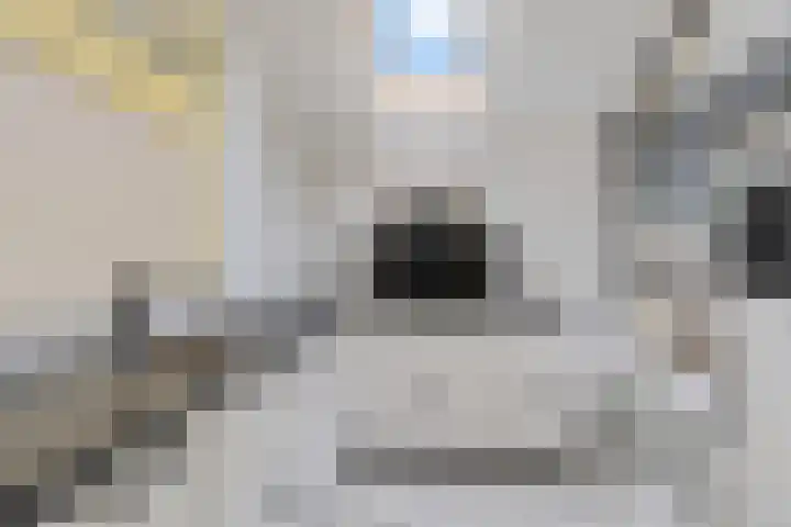 It Eilân 32 Heeg thumbnail 10