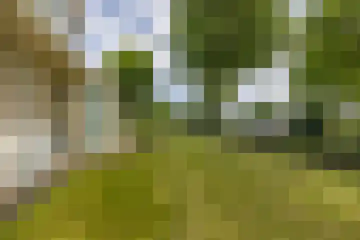 It Oerset 1 Augustinusga thumbnail 11