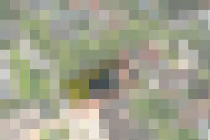 It Oerset 1 Augustinusga thumbnail 60