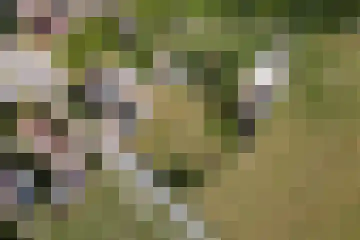 Ittervoorterweg 111 Weert thumbnail 30