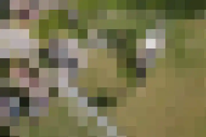 Ittervoorterweg 111 Weert thumbnail 31