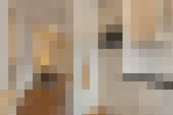 Jaagvelden 84 Best thumbnail 10
