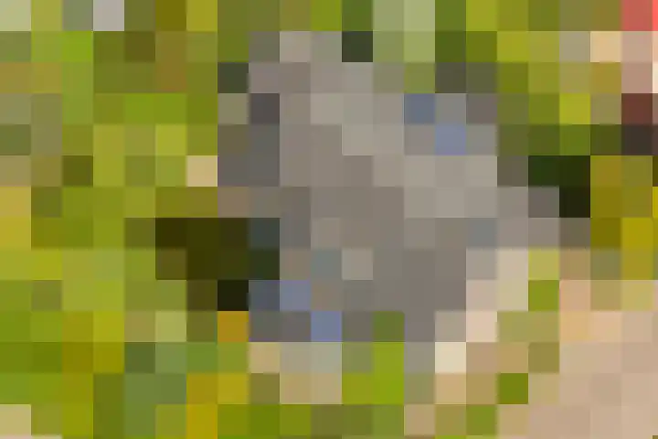 Jachtopziener 1 Leusden thumbnail 56