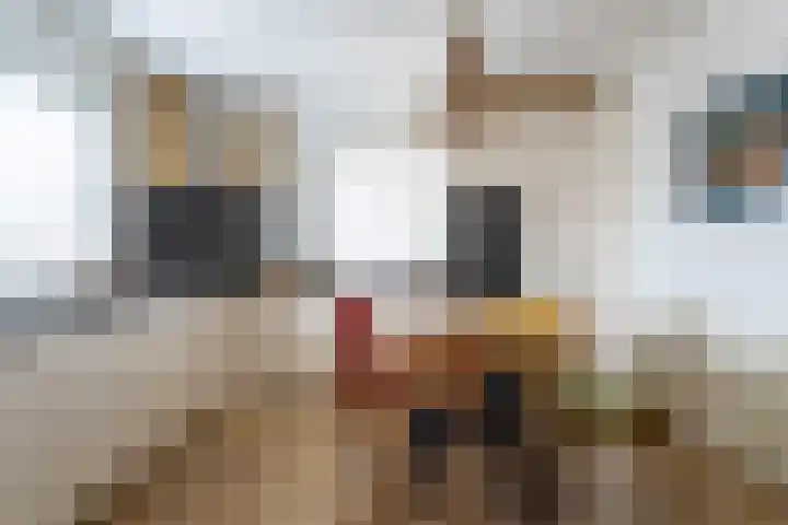 Jachtsloot 5 Hank thumbnail 12