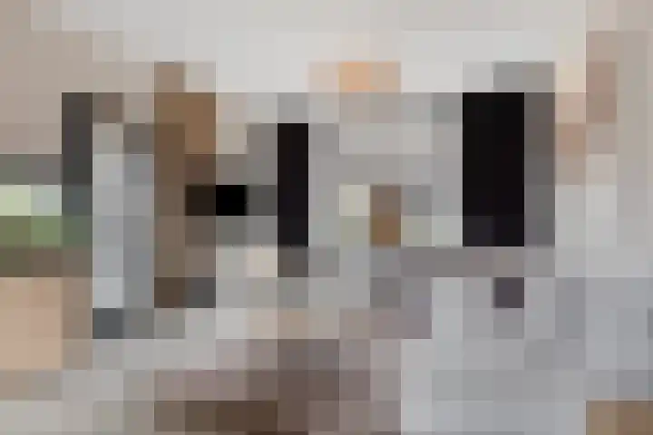 Jacob Catsstraat 2 Biervliet thumbnail 9