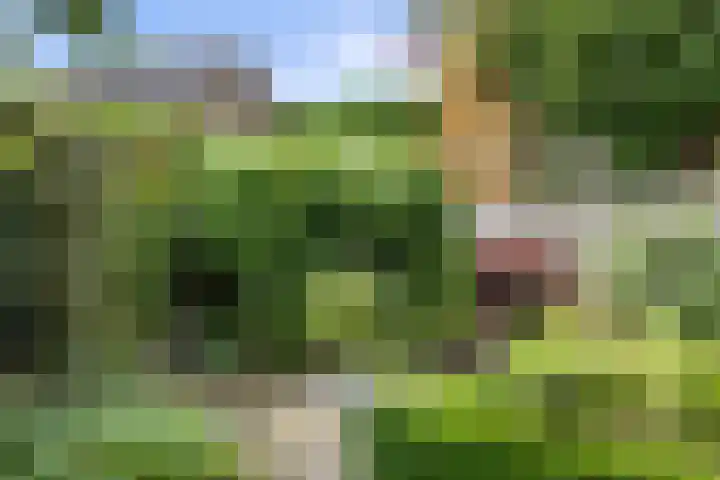 Jamaïcaring 15 Drunen thumbnail 41