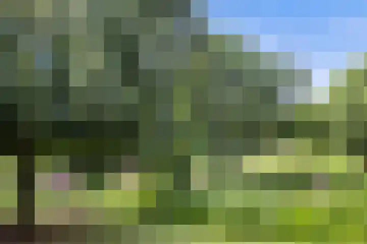 Jamaïcaring 15 Drunen thumbnail 48