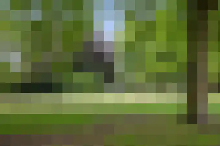 Jamaïcaring 15 Drunen thumbnail 50